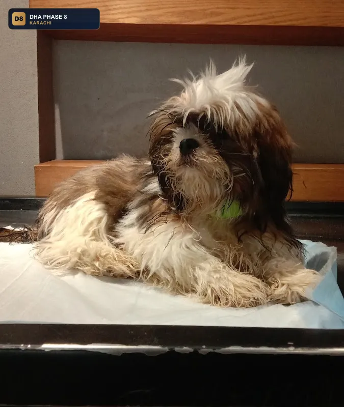 healthy-tails-animal-hospital-dha-phase-8-karachi thumb 2