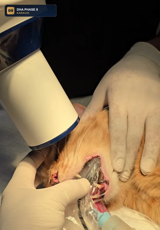 zia-vet-clinic-karachi-dha-phase-8-karachi thumb 3