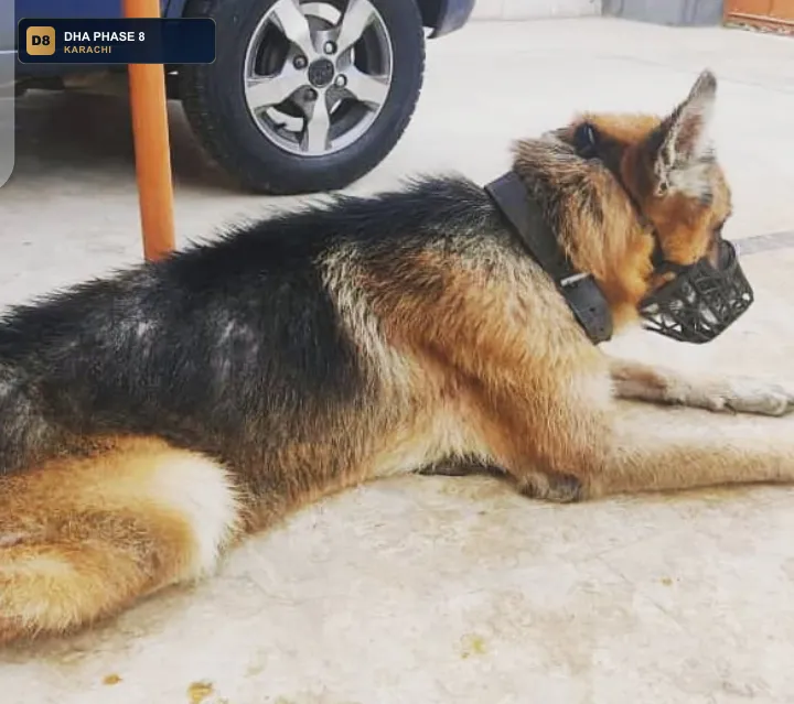 al-ghani-pets-clinic-dha-phase-8-karachi thumb 2