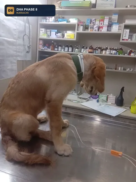 al-ghani-pets-clinic-dha-phase-8-karachi thumb 3