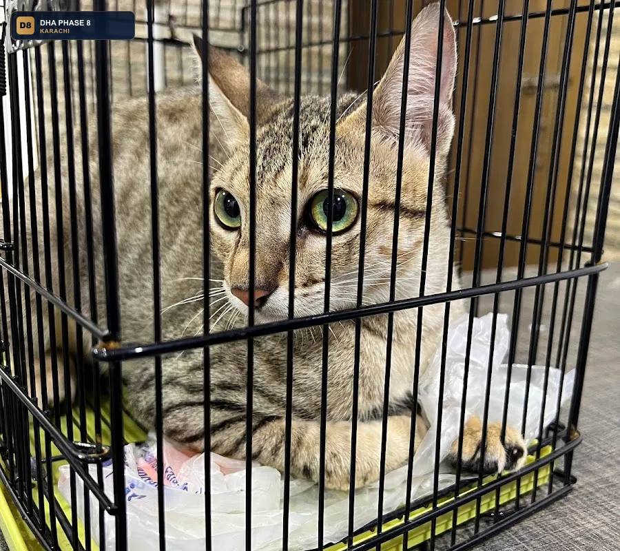 aliyan-pets-hospital-karachi-24-7-emergency-dha-phase-8-karachi