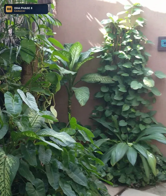 rain-tree-spa-dha-phase-8-karachi thumb 3